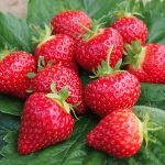 El Santa strawberry – Fragaria ‘El Santa