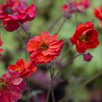 Geum Fiery Tempest