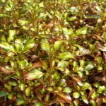 Coprosma Evening Glow