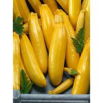 Courgette Butterstick