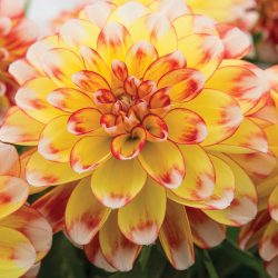 Dahlia Lubega Power Tricolour