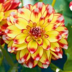 Dahlia Lubega Power Tricolour