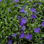 Lobelia Border Midnight Blue