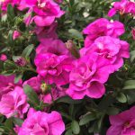 Calibrachoa Double Pink