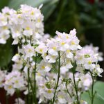 Nemesia ‘Wisley Vanilla’ – cape snapdragon