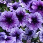 Petunia F1 Blue Vein