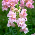 Antirrhinum Pink