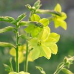 Nicotiana Lime