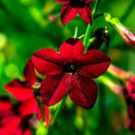 Nicotiana Red