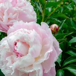 Paeonia lactiflora ‘Shirley Temple’ – paeony or peony
