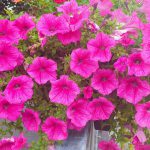 Petunia Trailing Rose