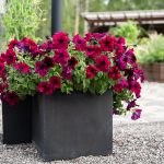 Petunia F1 Burgundy