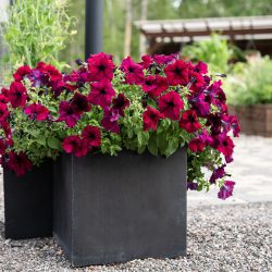 Petunia F1 Burgundy