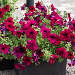 Petunia F1 Burgundy