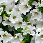 Petunia F1 White