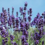 Lavandula Vera