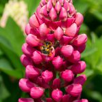Lupinus ‘Gallery Red’
