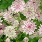 ‘Florence’ masterwort – Astrantia major ‘Florence’