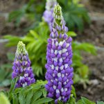 Blue lupin – Lupinus Gallery Blue