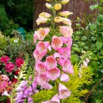 Tall foxglove – Digitalis purpurea Excelsior Group