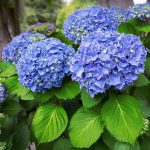 Hydrangea Macrophylla Blue