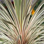 Cordyline ‘Torbay Dazzler’ – cabbage palm