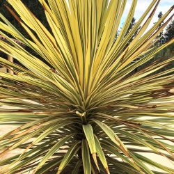 Cordyline ‘Torbay Dazzler’ – cabbage palm