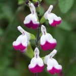 Salvia Cherry Lips