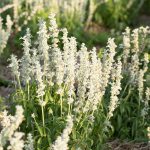 Salvia Farinacea White