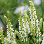 Salvia nemorosa Sensation White