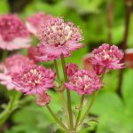 Astrantia Star Of Beauty