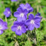Geranium × Johnsonii Johnsons Blue | Cranesbill