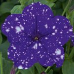 Petunia StarTunia Blue