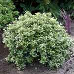 Pittosporum Tenuifolium Silver Ball