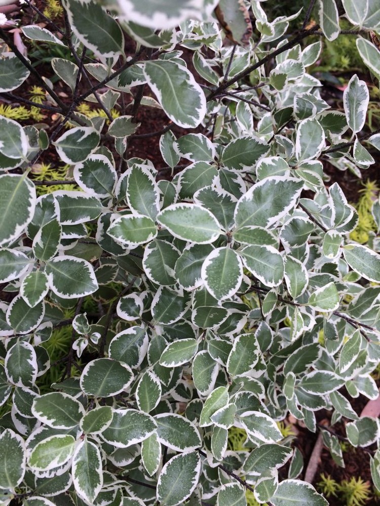 Pittosporum Tenuifolium Variegatum - Image 3