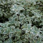 Pittosporum Tenuifolium Variegatum