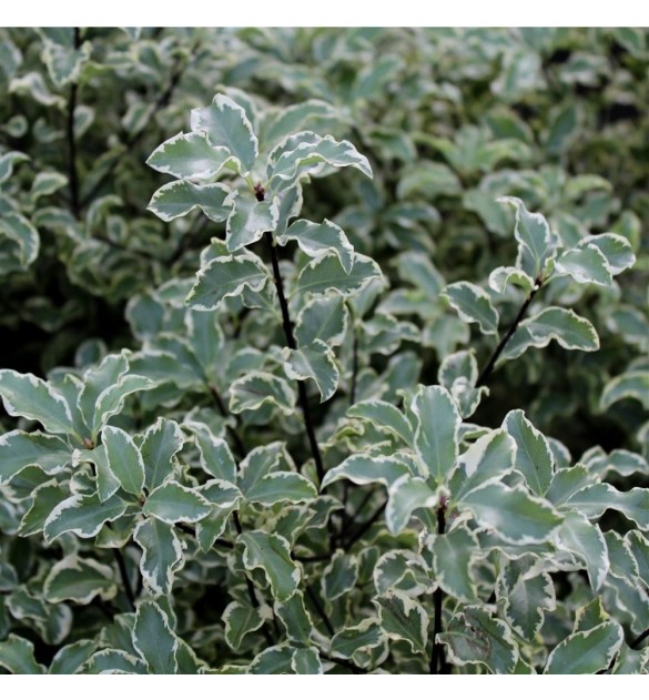 Pittosporum Tenuifolium Variegatum