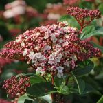 Viburnum tinus Lisa rose