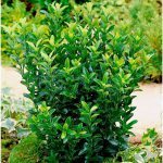 Euonymus japonicus Green Spire