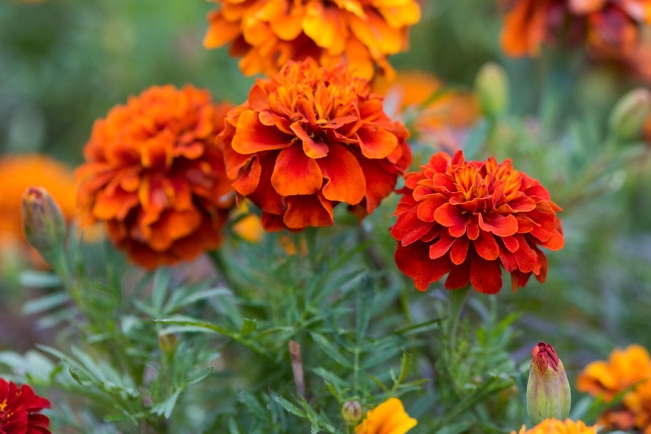 Marigold French Fireball - The Nunhead Gardener