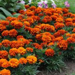 Marigold French Fireball
