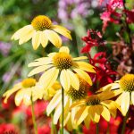 Echinacea Sunseekers Yellow