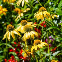 Echinacea Sunseekers Yellow