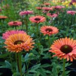 Echinacea Sunseekers Rainbow