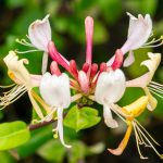 Lonicera Graham Thomas