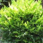 Nandina domestica ‘Magical Lemom & Lime