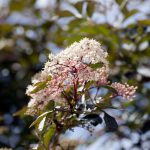 Sambucus Nigra Black Beauty