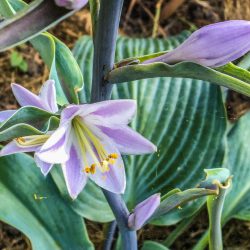 Hosta Devon Blue