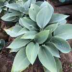 Hosta Devon Blue