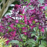 Salvia Love & Wishes